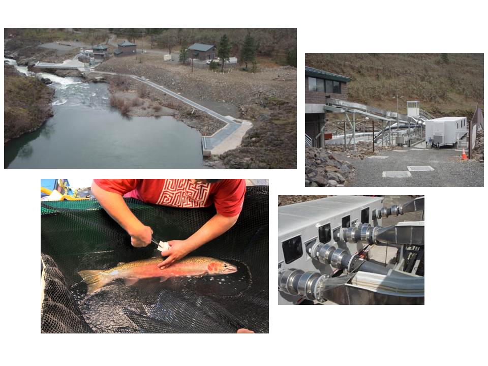 YKFP fisheries technician working up a steelhead in the Lyle Falls adult trap